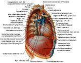 Anatomie:hart,longen,mediastinum,vagus,azygos,trachea,bronchus,vena cava,slokdarm,oesophagus,larynx,cor,diaphragma